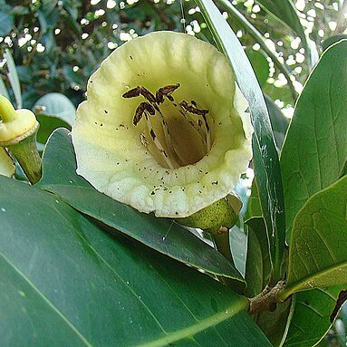 Amphitecna latifolia unspecified picture