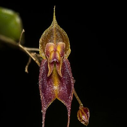 Lepanthes corkyae unspecified picture