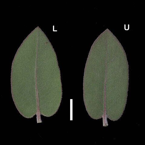 Arctostaphylos glutinosa unspecified picture