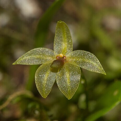 Platystele calantha unspecified picture