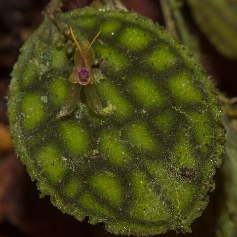 Lepanthes tortuosa unspecified picture