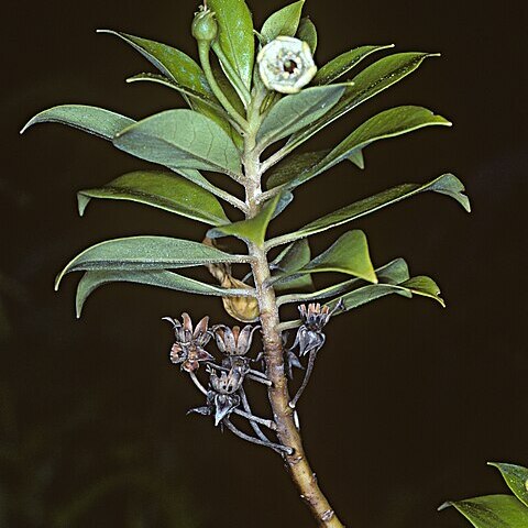 Lysimachia glutinosa unspecified picture