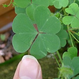 Oxalis chnoodes unspecified picture