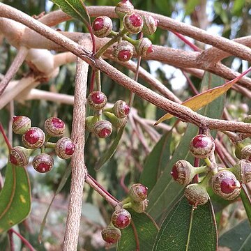 Eucalyptus bancroftii unspecified picture