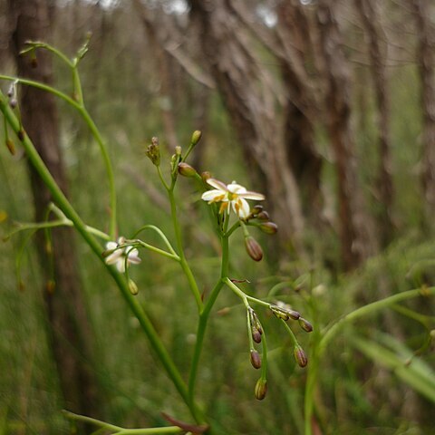 Dianella haematica unspecified picture