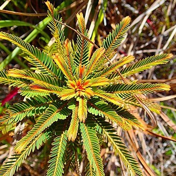 Phyllanthus saffordii unspecified picture