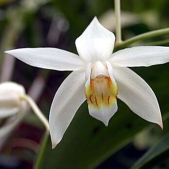 Coelogyne huettneriana unspecified picture