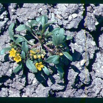 Phacelia lutea unspecified picture