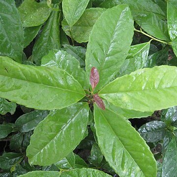 Ilex guayusa unspecified picture