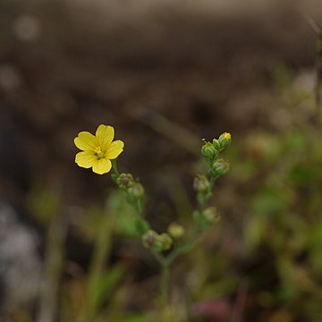 Linum mysurense unspecified picture