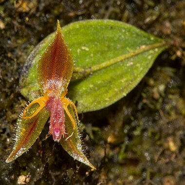 Lepanthes hexapus unspecified picture