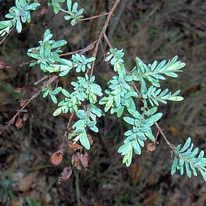 Hypericum suffruticosum unspecified picture