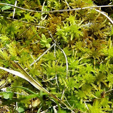 Sphagnum recurvum unspecified picture