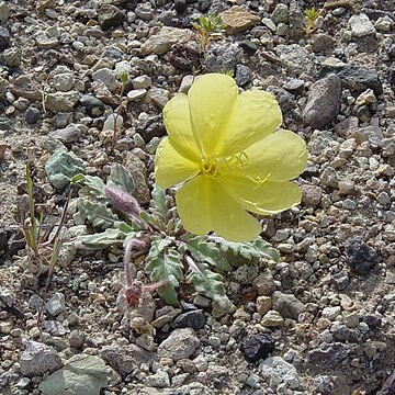 Oenothera primiveris subsp. bufonis unspecified picture