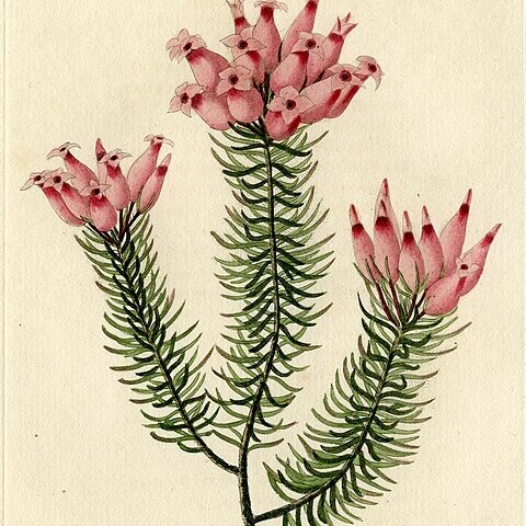 Erica ventricosa unspecified picture