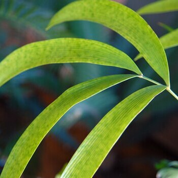 Zamia roezlii unspecified picture