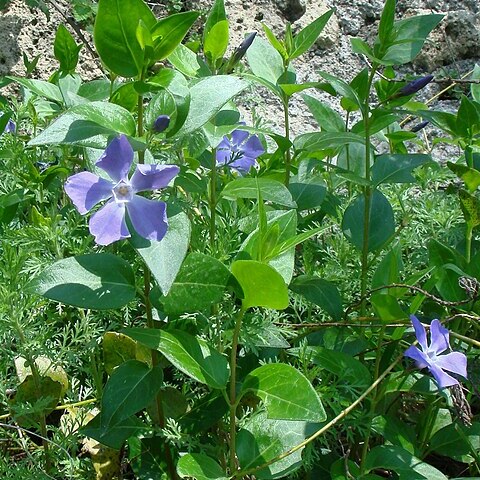 Vinca unspecified picture