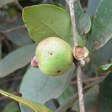 Eugenia codyensis unspecified picture