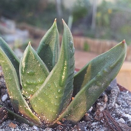 Haworthiopsis scabra unspecified picture