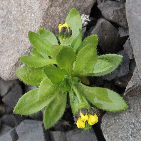 Draba corymbosa unspecified picture