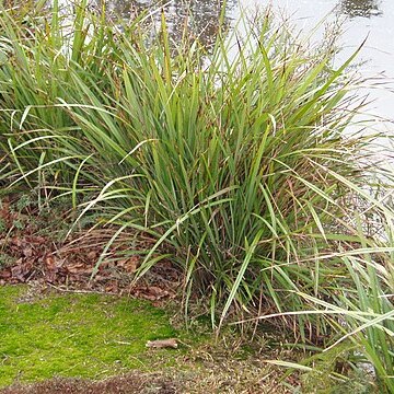 Dianella latissima unspecified picture