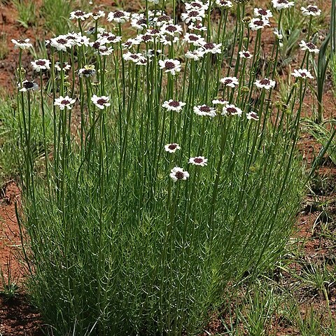 Callilepis unspecified picture