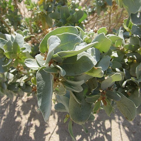 Atriplex farinosa unspecified picture