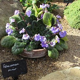 Petrocosmea minor unspecified picture