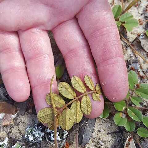 Tephrosia mysteriosa unspecified picture