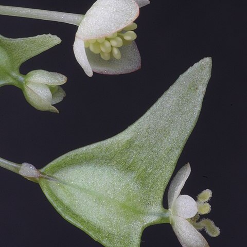 Begonia rostrata unspecified picture