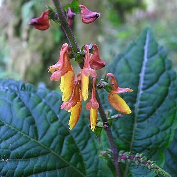 Coleus unspecified picture