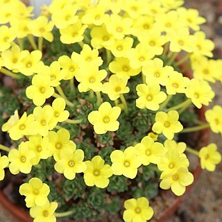 Dionysia tacamahaca unspecified picture