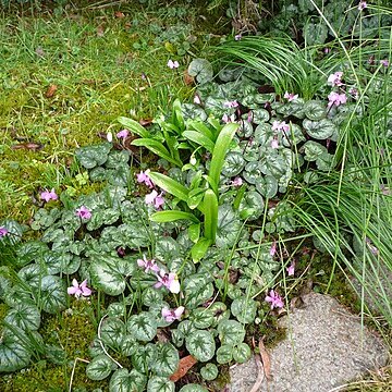 Galanthus woronowii unspecified picture