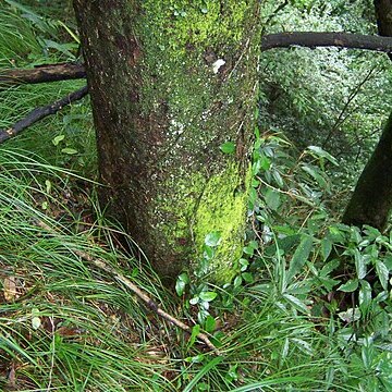 Ulmus elongata unspecified picture