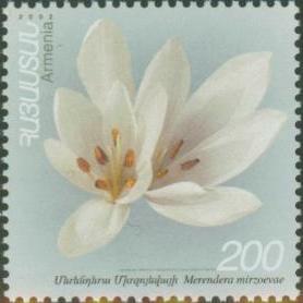 Colchicum mirzoevae unspecified picture