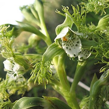 Bipinnula fimbriata unspecified picture