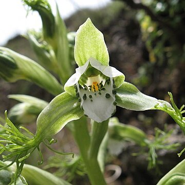 Bipinnula unspecified picture