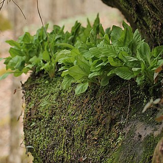 Primula frenchii unspecified picture