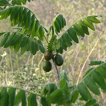 Cyrtocarpa procera unspecified picture