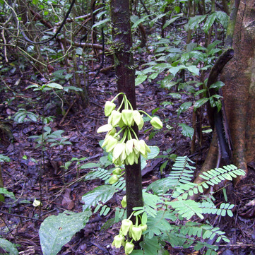 Uvariopsis unspecified picture