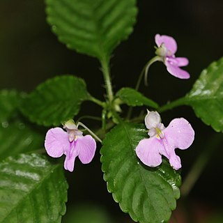 Impatiens hochstetteri unspecified picture