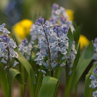 Hyacinthella leucophaea subsp. atchleyi unspecified picture