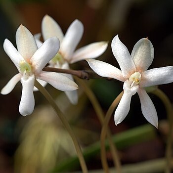 Aerangis verdickii var. verdickii unspecified picture