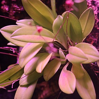 Scaphosepalum breve unspecified picture