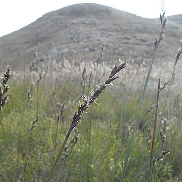 Lepidosperma chinense unspecified picture