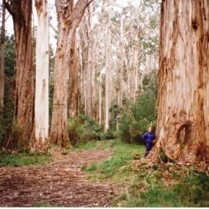 Eucalyptus denticulata unspecified picture