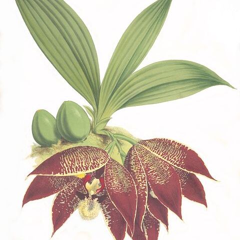 Paphinia grandiflora unspecified picture