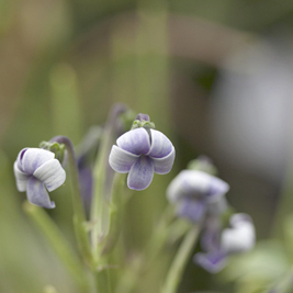 Viola maviensis unspecified picture