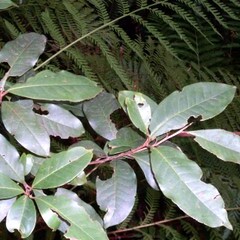 Paracryphiaceae unspecified picture