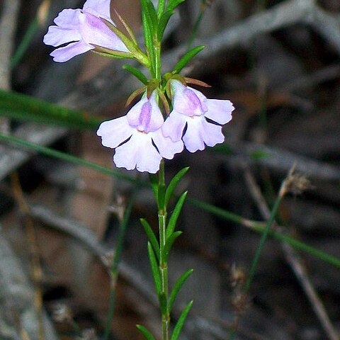 Hemigenia purpurea unspecified picture